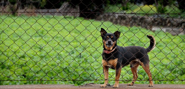 chien de garde