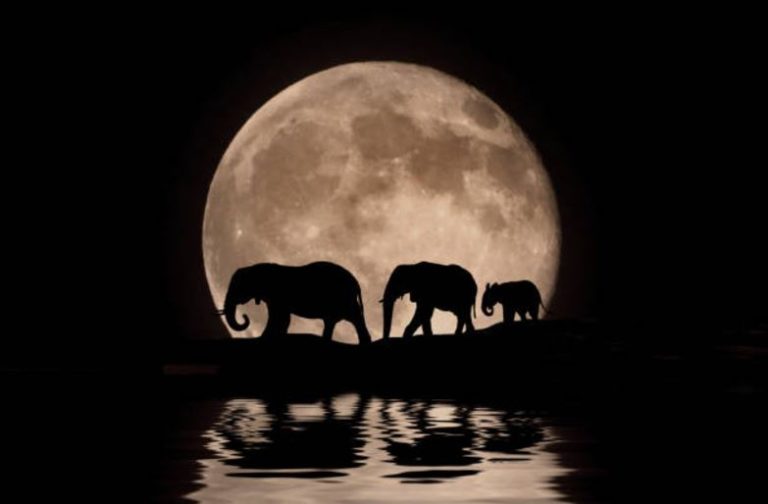 éléphants nuit