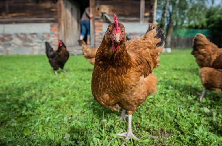 poules