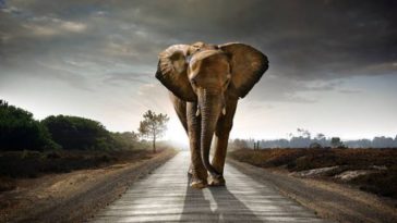 éléphant