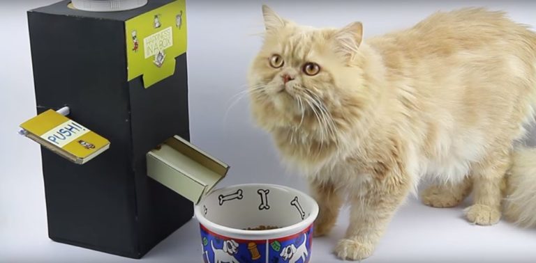 chat distributeur de croquettes carton