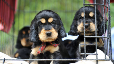 chiots cage