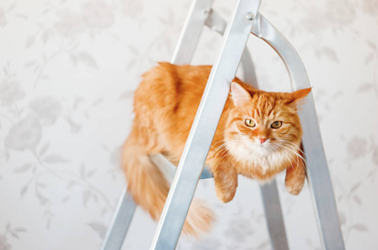 chat échelle