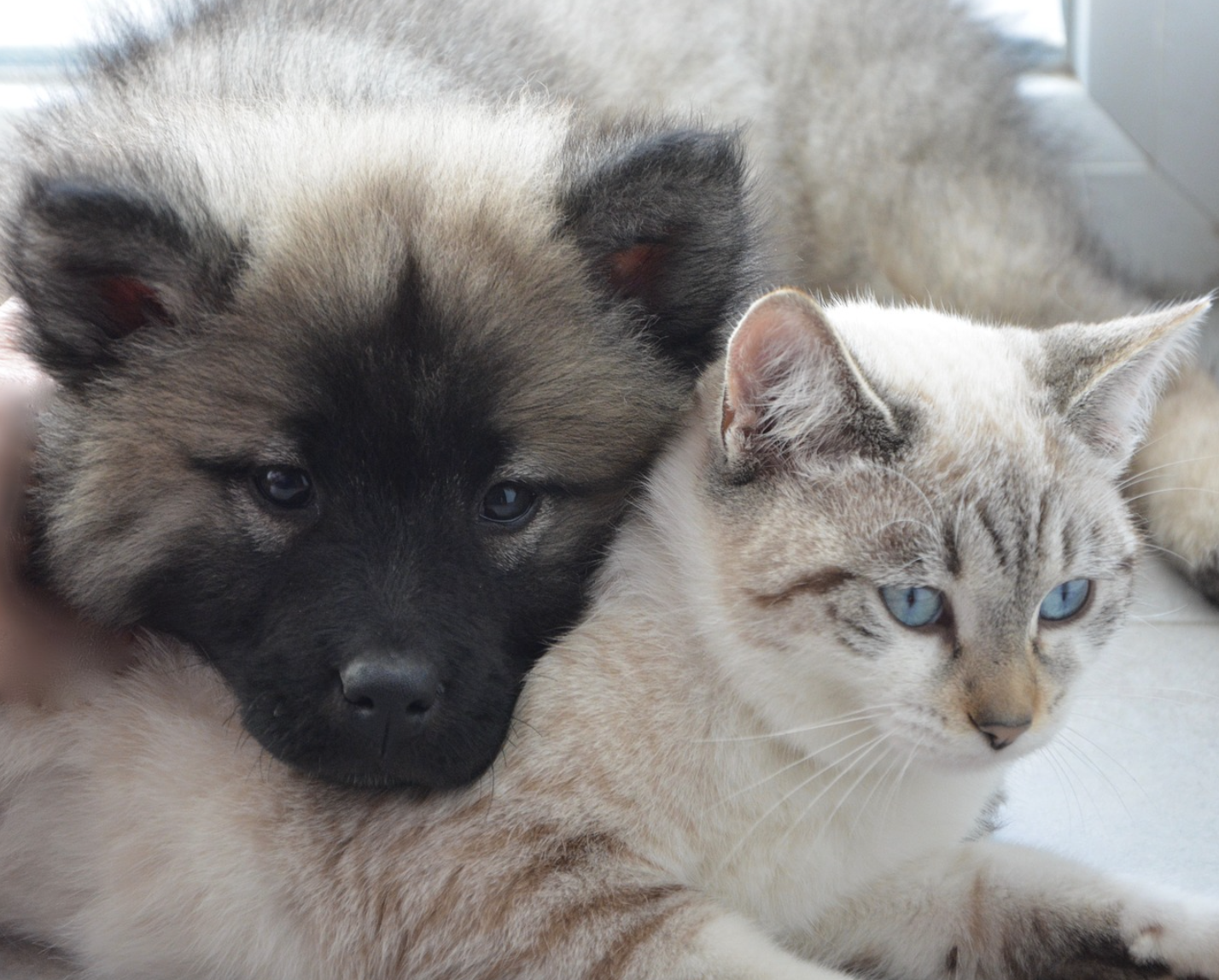 chien chat