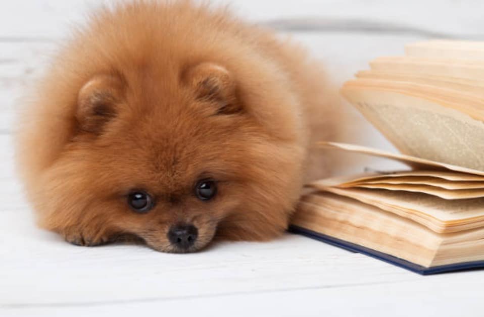 chien spitz nain loulou de poméranie