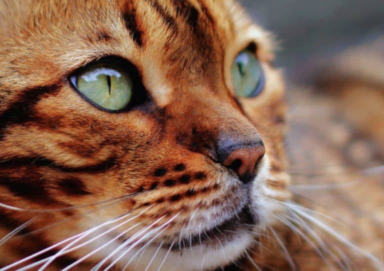 chat bengal portrait