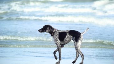 chien mer plage