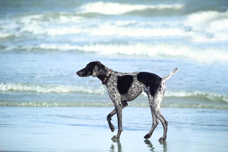 chien mer plage