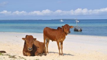 vaches plage