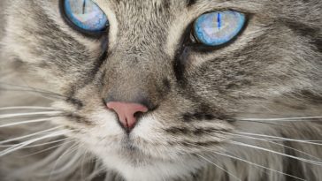 chat yeux bleus portrait