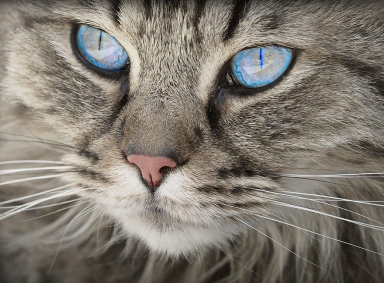 chat yeux bleus portrait