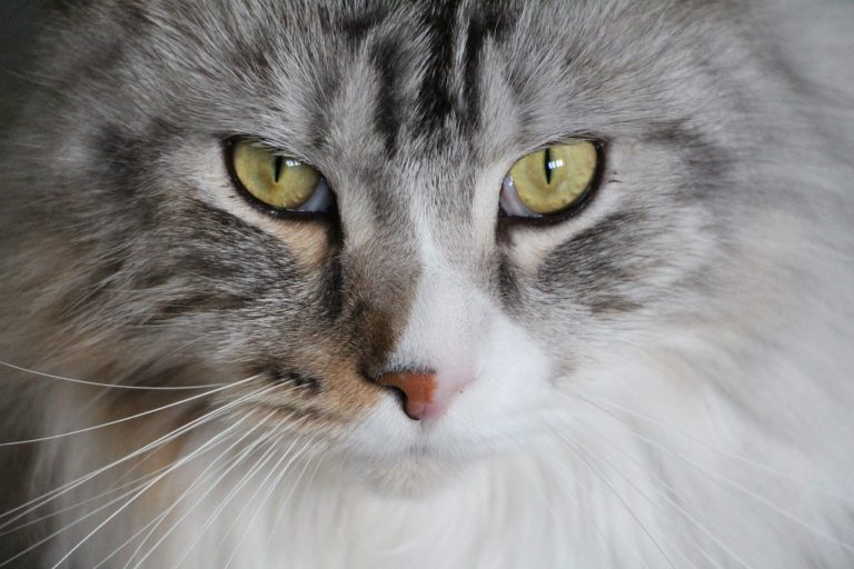 chat maine coon