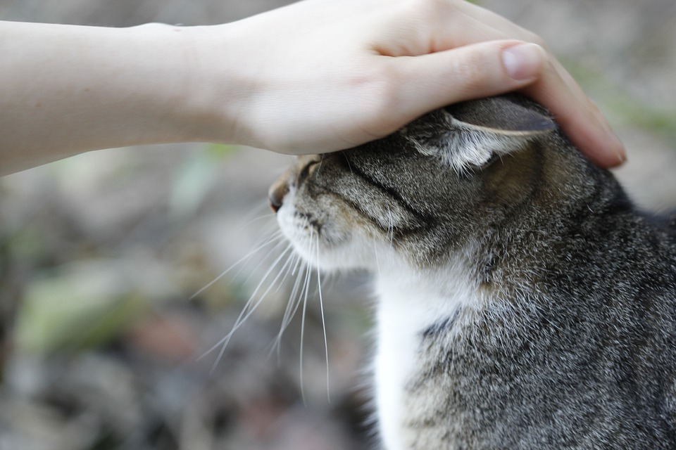 chat caresse câlin