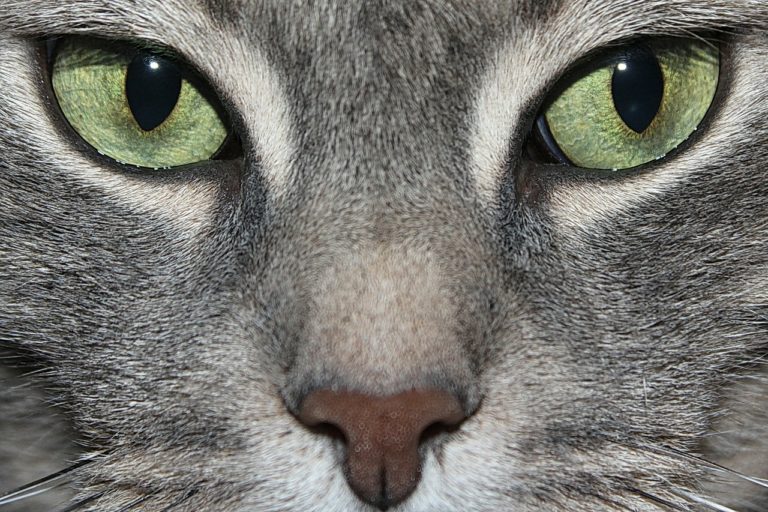 chat yeux