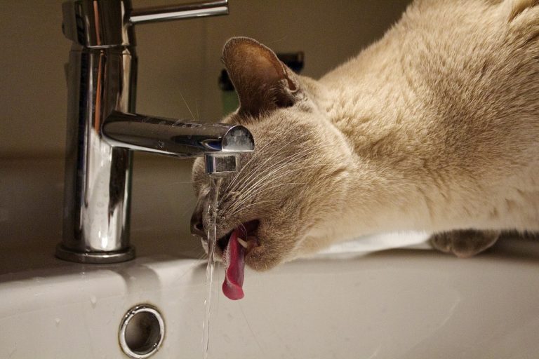 chat boit robinet
