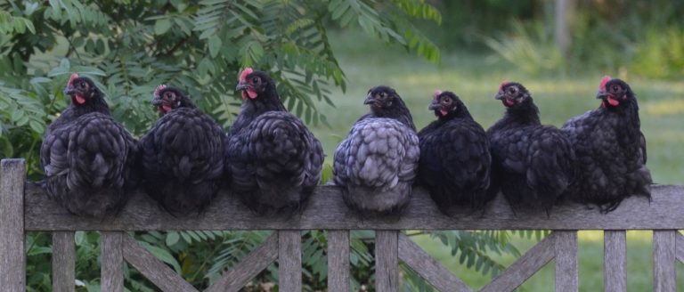 poules