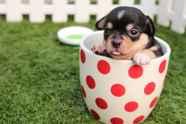chiot