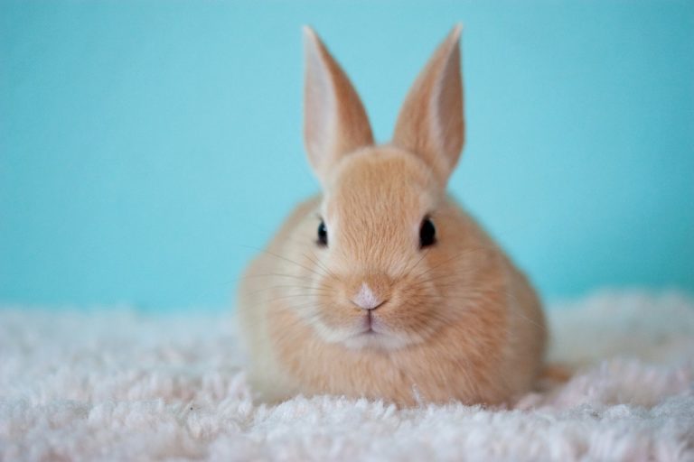 lapin