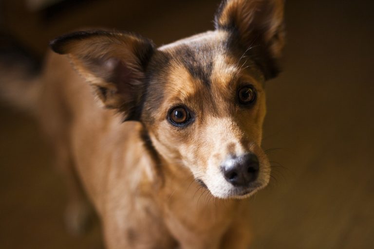chien