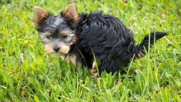 chien caca