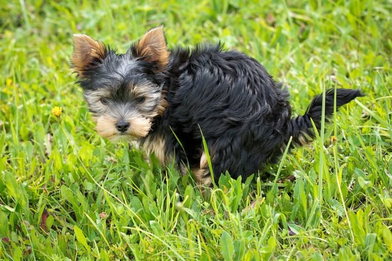 chien caca