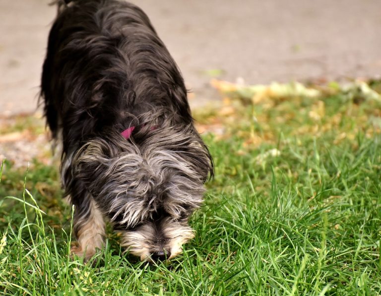chien renifle