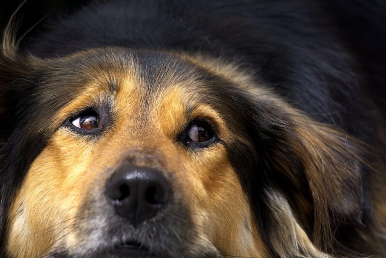 chien portrait triste