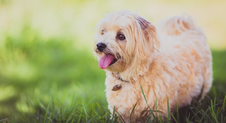 chien
