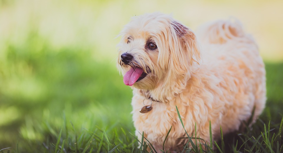 chien