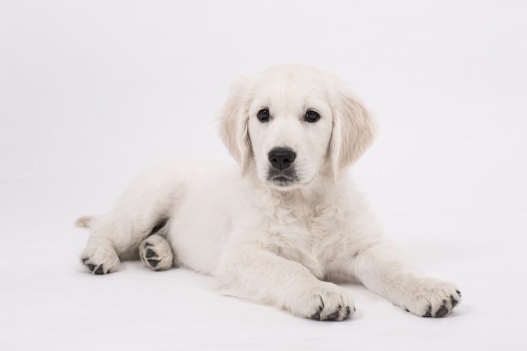 chiot chien golden retriever couché