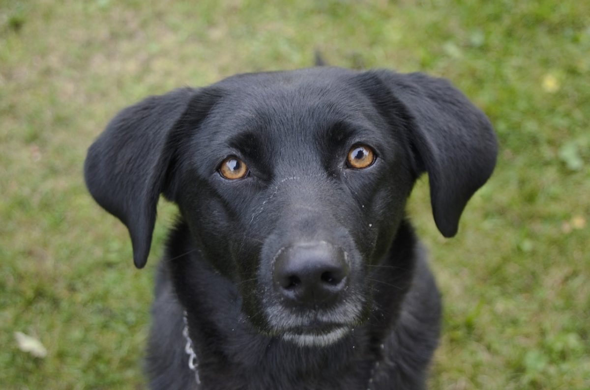 chien noir portrait regard