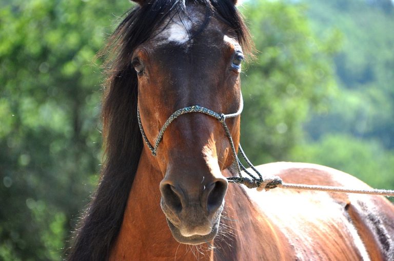cheval