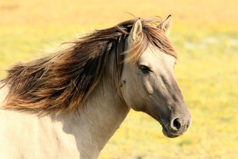 cheval