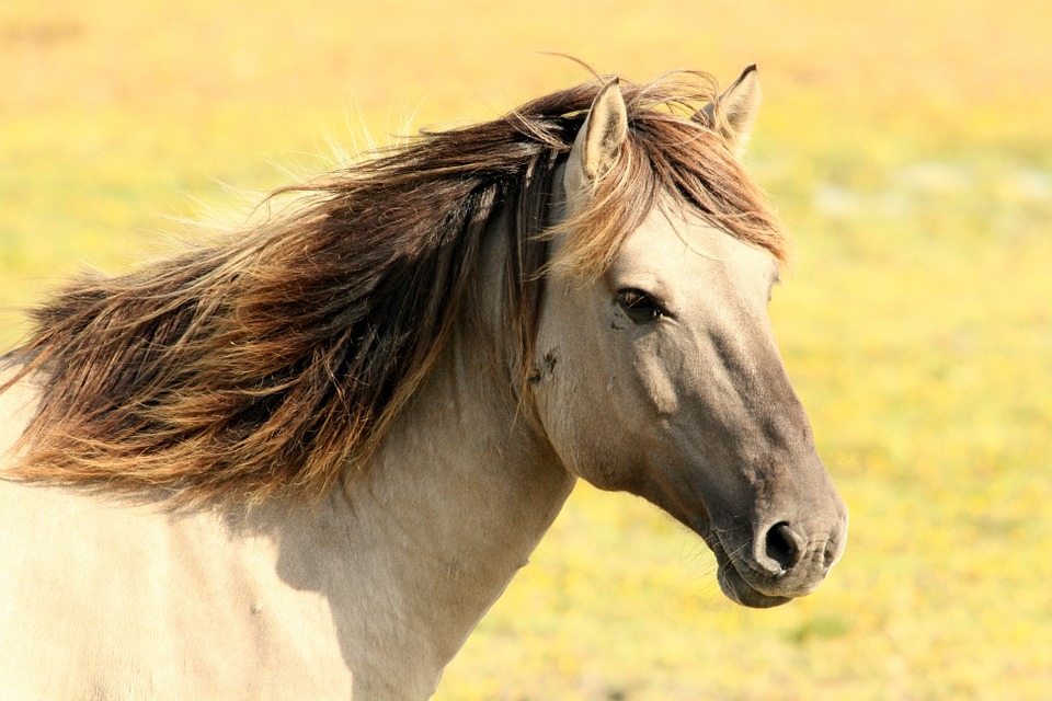 cheval