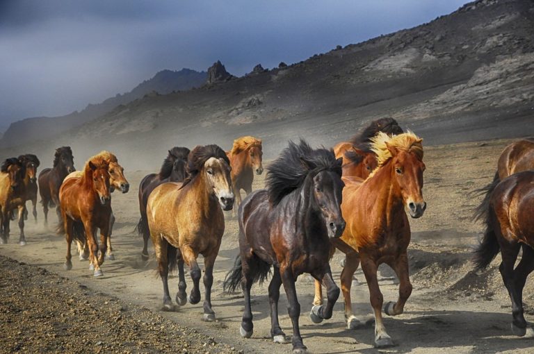chevaux
