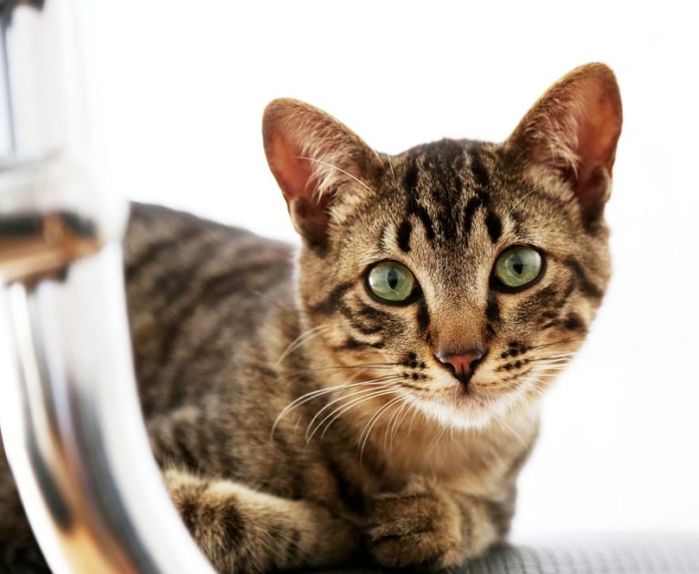 chat