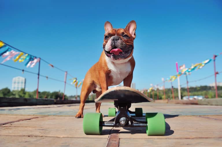 chien skate