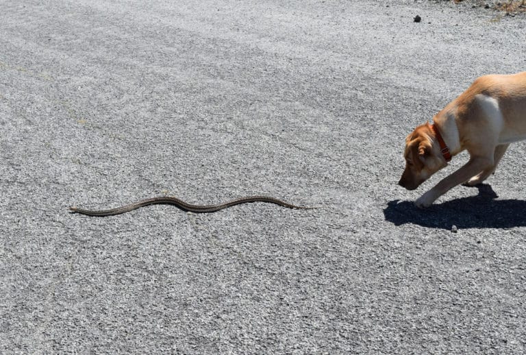 chien serpent