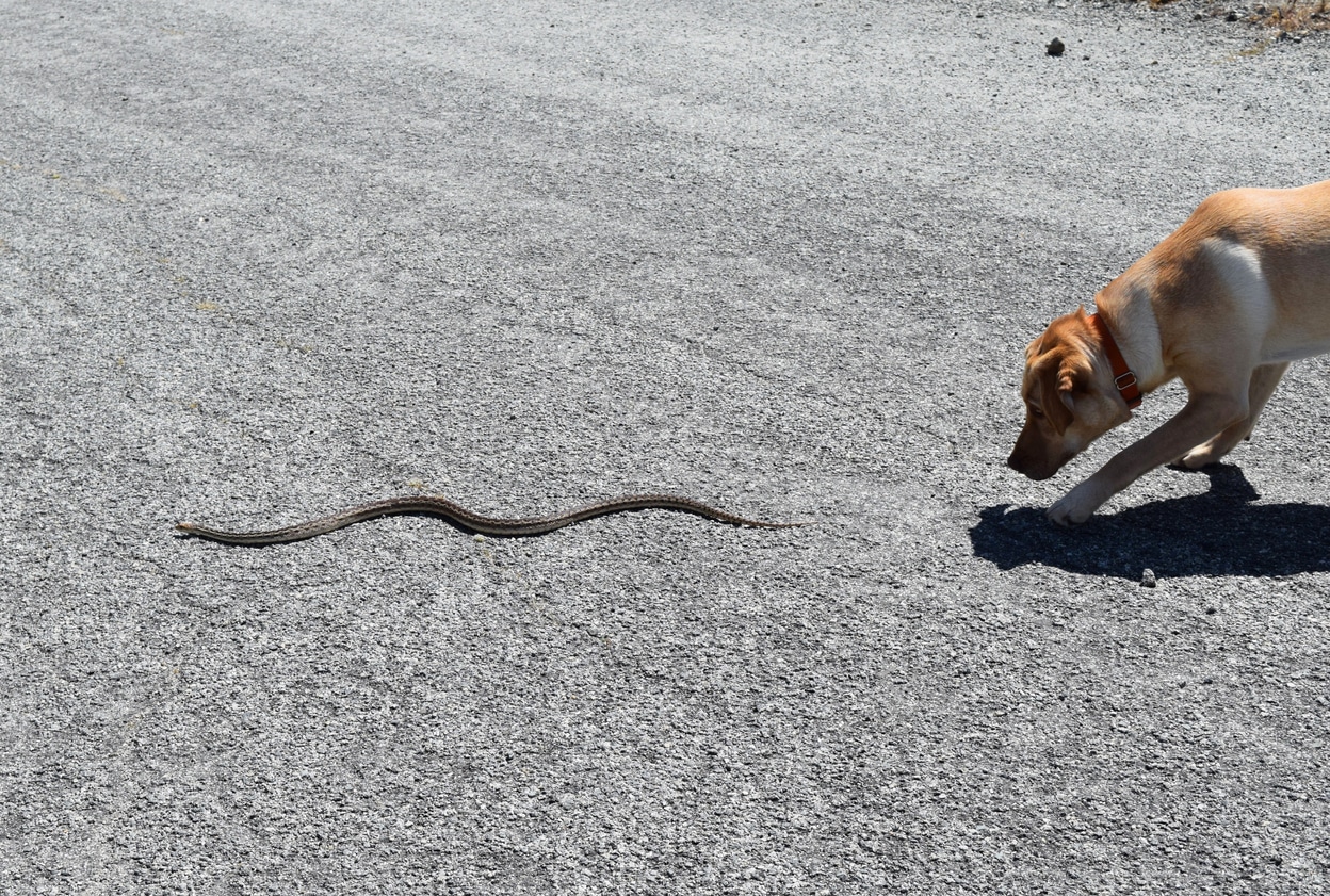 chien serpent