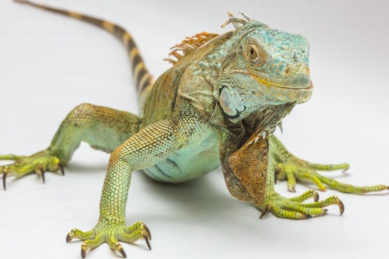 iguane