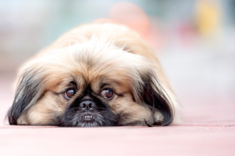 chien pékinois