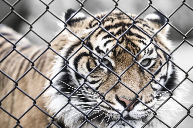 tigre cage