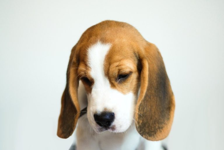 chien