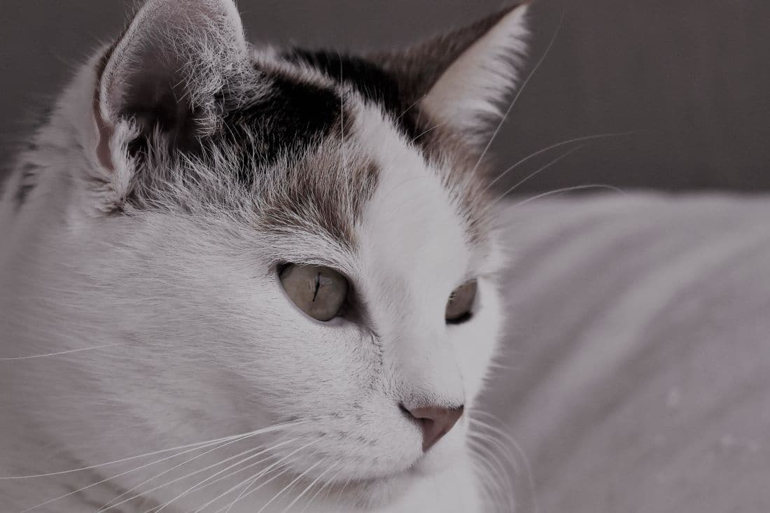 chat portrait