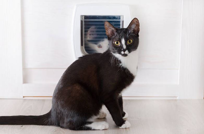 Chat Quelle Chatiere Choisir