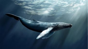 baleine
