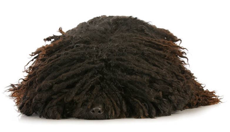 chien puli