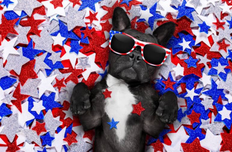 chien star