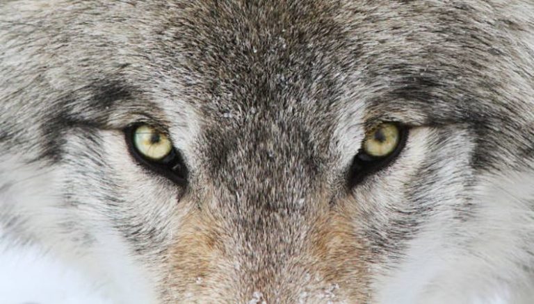 loup
