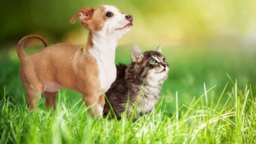 chiot chaton